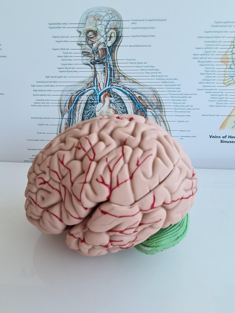 Detailed anatomy of human brain and nervous system closeup