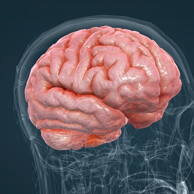 Detailed anatomy of human brain and nervous system closeup