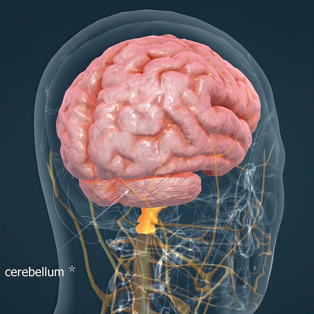 Photo detailed anatomy of human brain and nervous system closeup