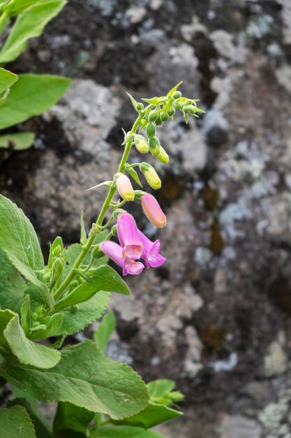 Detailed close up of a Digitalis thapsi 'Spanish Foxglove'