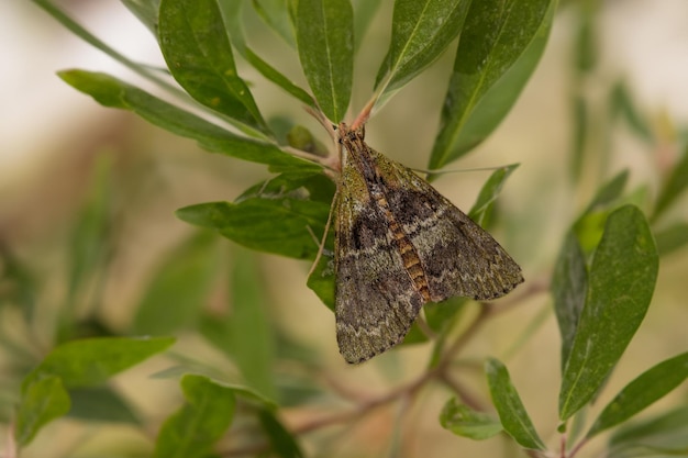 A detailed closeup of an adult Pyralid Snout Moth revealing its unique features