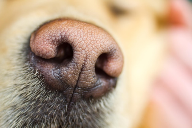 ゴールデン・レトリバー犬の鼻の細部の詳細