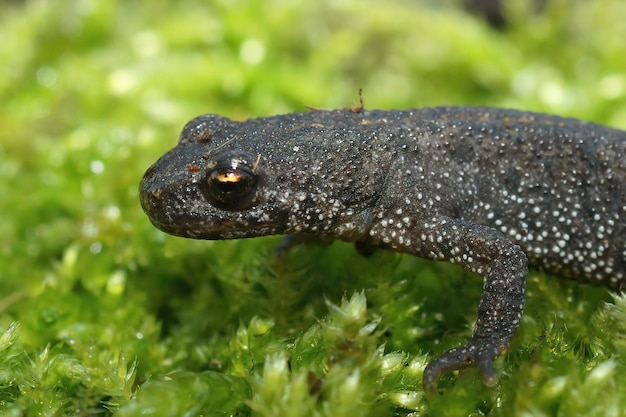 detailed closeup of the head of a terrestrial balkan crested newt, triturus ivanbureschi, posing on green moss