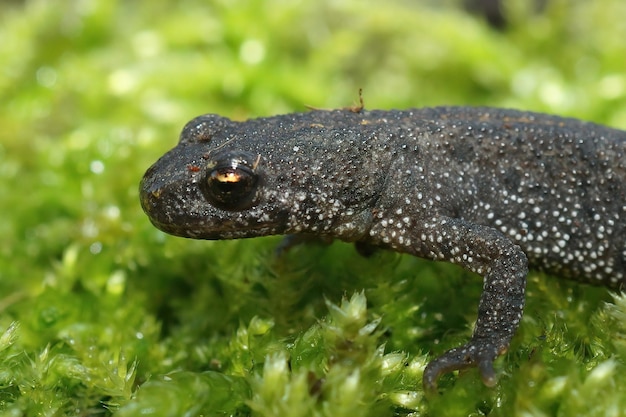 Detailed closeup of the head of a terrestrial Balkan crested newt, Triturus ivanbureschi, posing on green moss