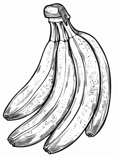 写真 白い背景の単一のバナナの束の詳細な手描きの黒と白のイラスト