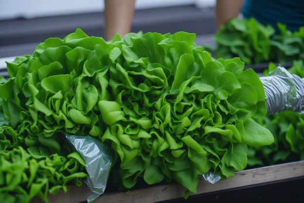 A detailed image of fresh vibrant lettuce ready to be added to salads and healthy dishes Generated by AI