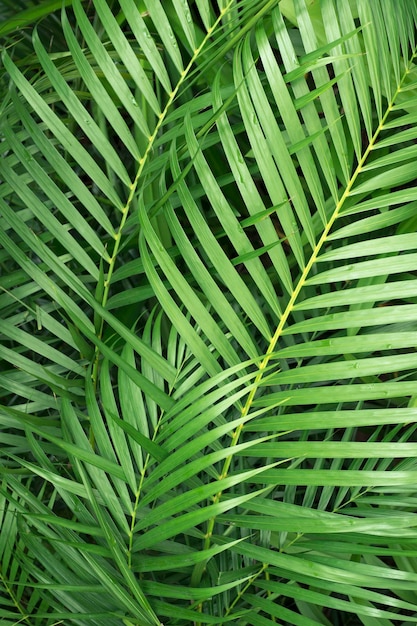 detailed leaves  background of green tropical bamboo