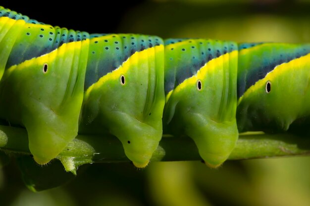 Acherontia アトロポス水平のキャタピラーの足の詳細なマクロ写真