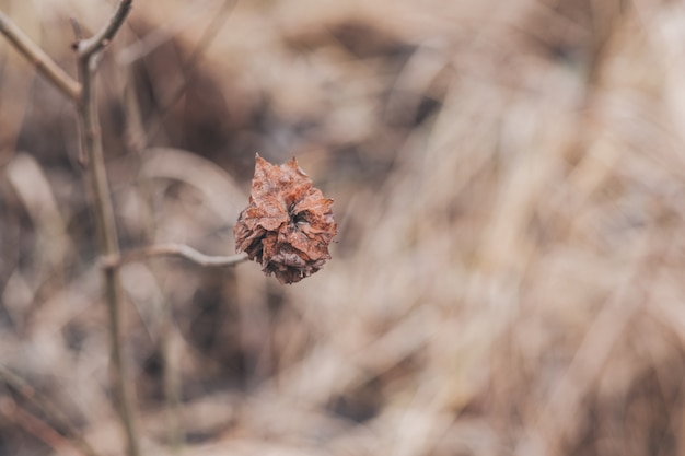 Detailed macro photography of dried flowers Suitable as interior decoration and web design