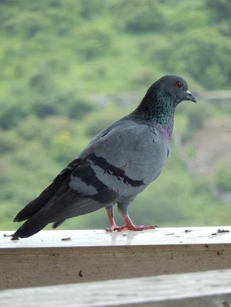 Detailed picture of a pigeon in India at closeup