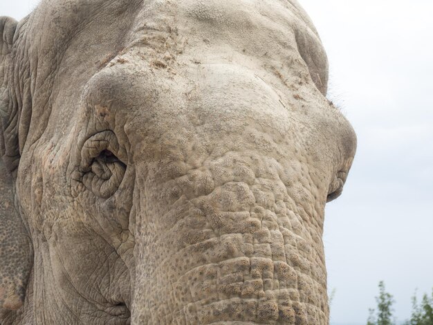 Foto ritratto dettagliato di un elefante da vicino