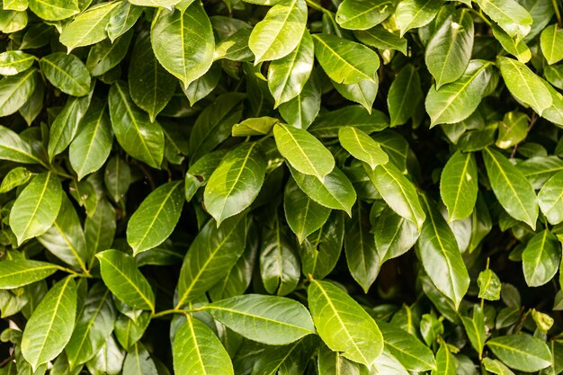 Detailed shot capturing the dense texture of hedge foliage highlighting natural green patterns