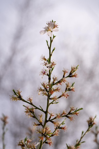 Detailed shot of a green branch of a blooming almond tree