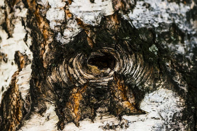 Photo detailed texture of bark of birch in macro.