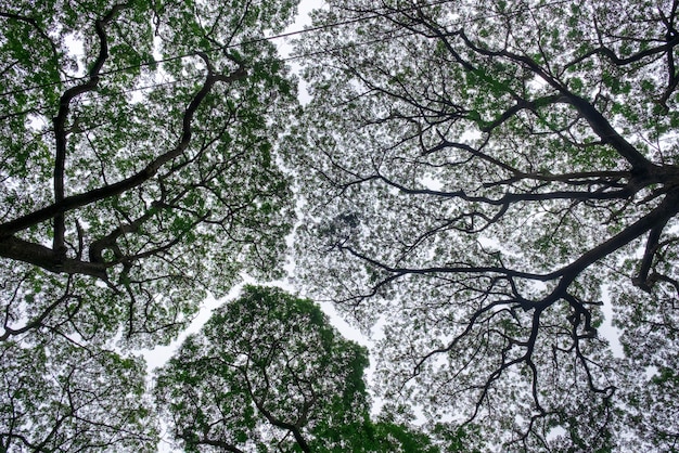 Detailed tree branches in park. Bottom view angle image