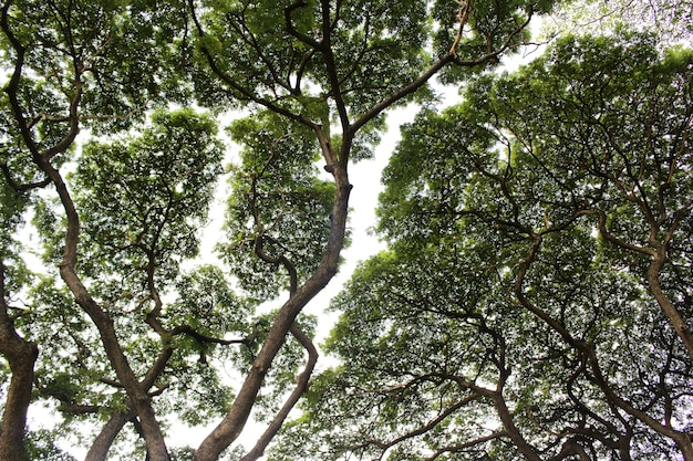 Detailed tree branches