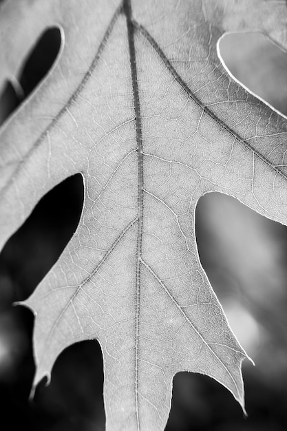 Detailed tree leaf veins in black and white