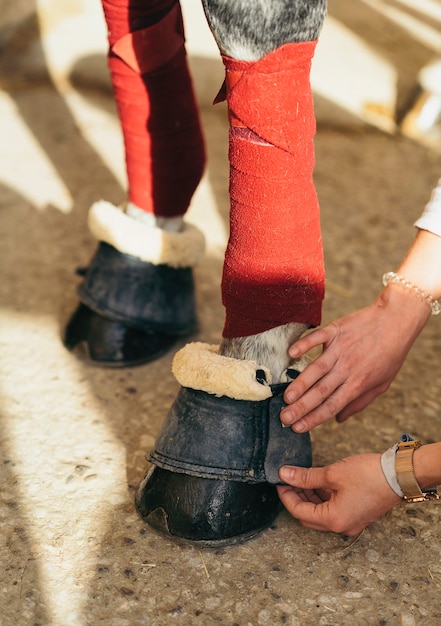 Detailed view of horse hoof in the arena.