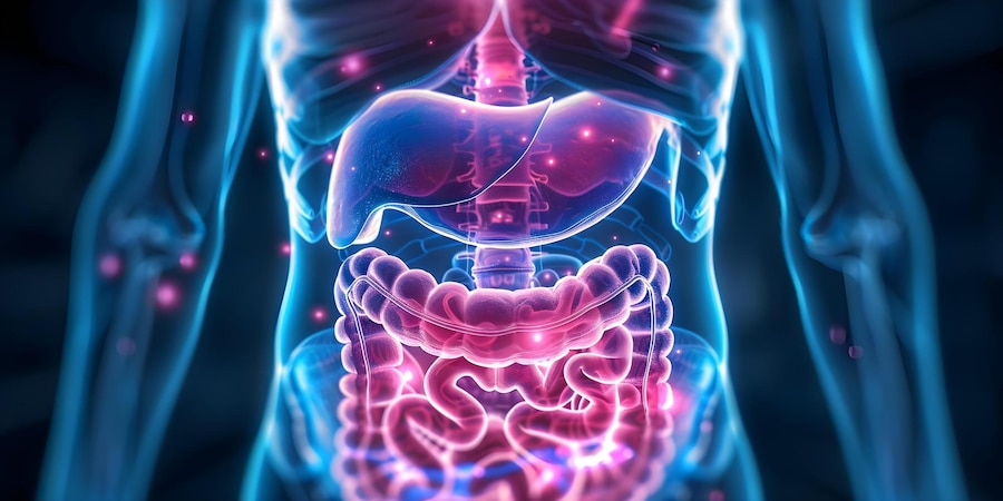 Detailed view of human digestive system anatomy highlighting digestion Biology Diagrams