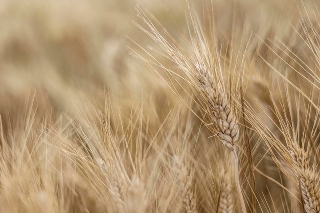 Detailed View of Mature Wheat Spikes in Summer