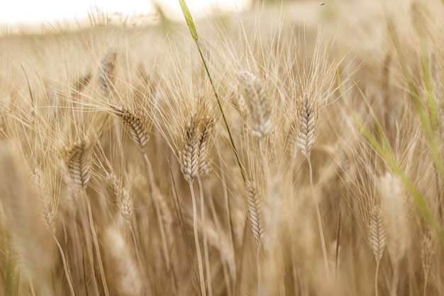 Detailed View of Mature Wheat Spikes in Summer