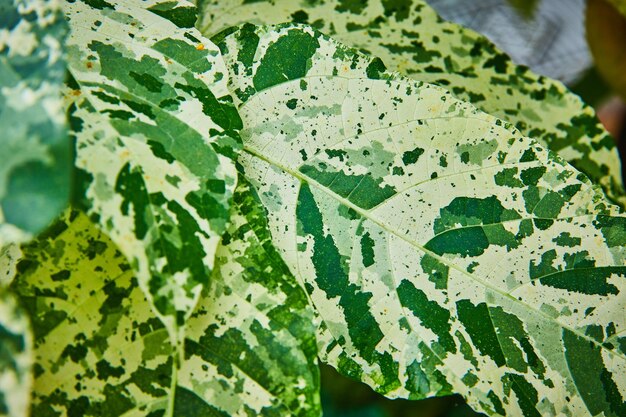 Foto veduta dettagliata delle foglie verdi multicolori con grandi macchie bianche di camuffamento