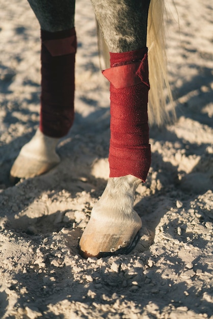 写真 アリーナの馬蹄の詳細図。