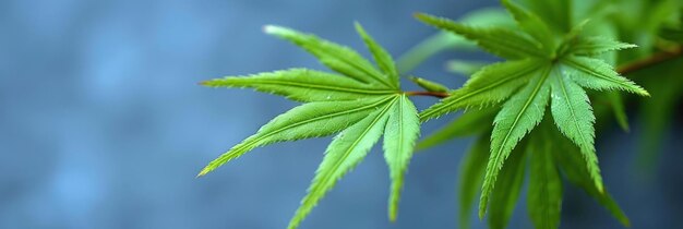 Photo detailed view of a vibrant green leaf on a tree