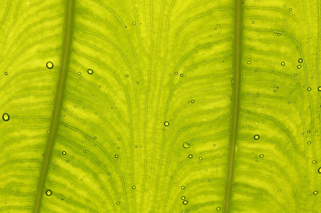 葉のディテール（Colocasia gigantea /ゾウの巨大な耳/インディアンタロイモ）