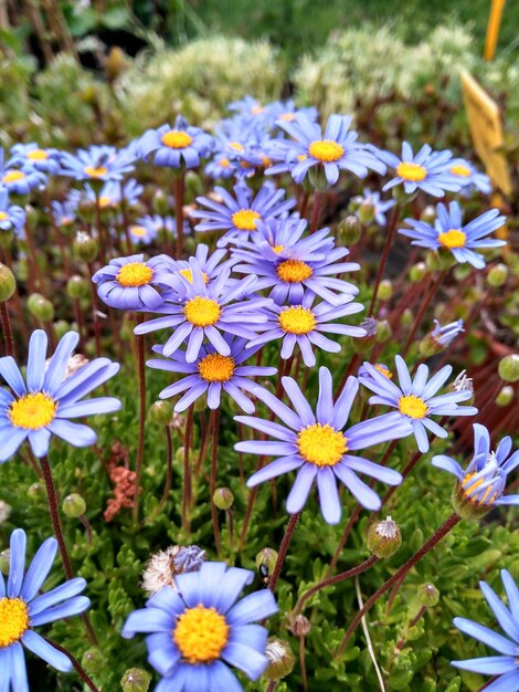 Foto detailfoto van bloemen