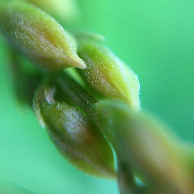 Foto detailfoto van de plant op groene achtergrond