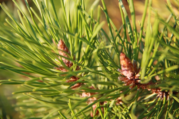 Detailfoto van de plant