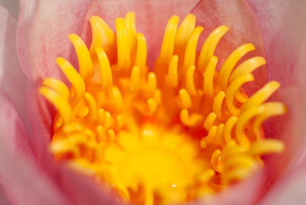 Foto detailfoto van een bloem