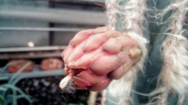 Foto detailfoto van een cactusbloem