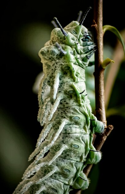 Foto detailfoto van een insect op de stengel