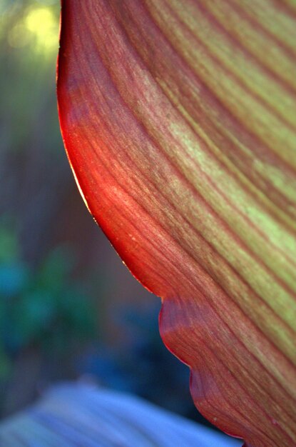 Foto detailfoto van een rode bloem