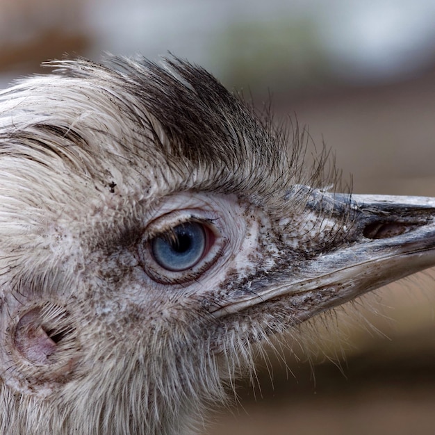 Foto detailfoto van een vogel