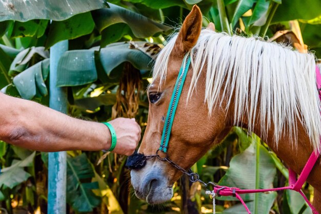 Detailfoto van het jonge paardenprofiel