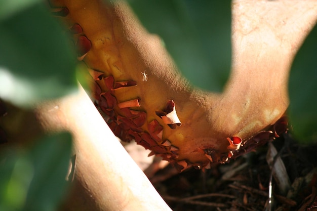 Foto detailfoto van planten