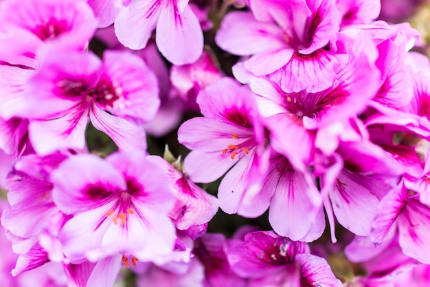 Foto detailfoto van roze bloemen