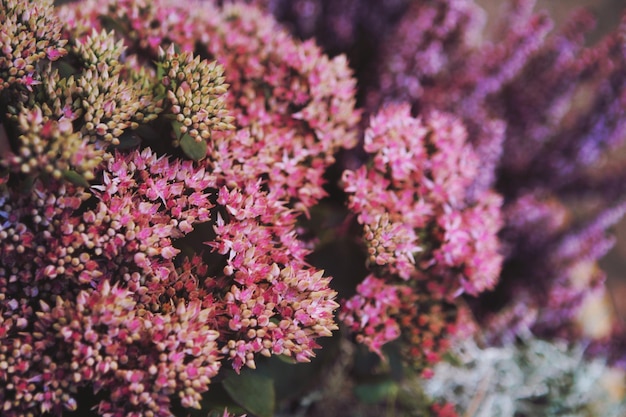 Detailfoto van roze bloemen