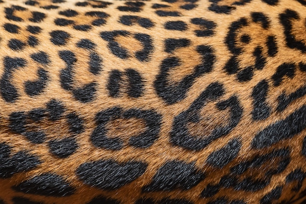 Detailhuid van luipaard
