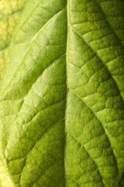 Detailopname van tropische avocadobladeren close-up Avocadozaailing groeit in een huistuin