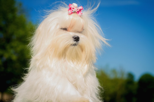 Foto detailportret met een schattige kleine maltese of bichon puppyhond die naar de camera kijkt