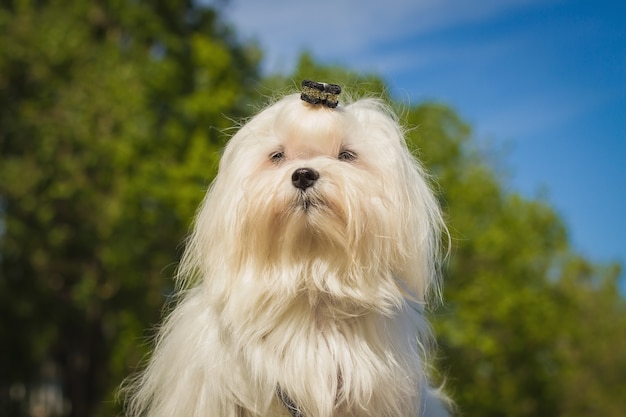 Foto detailportret met een schattige kleine maltese of bichon puppyhond die naar de camera kijkt