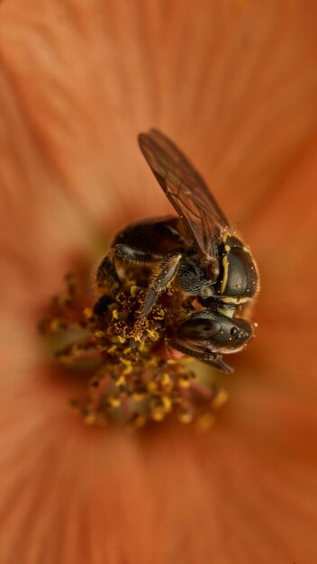 Details of a bee Lambeojos Plebeia collecting pollen from a pink flower