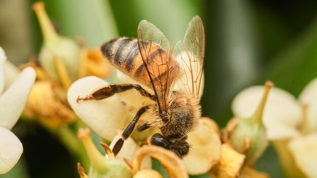 Details of a bee perched on a white flower