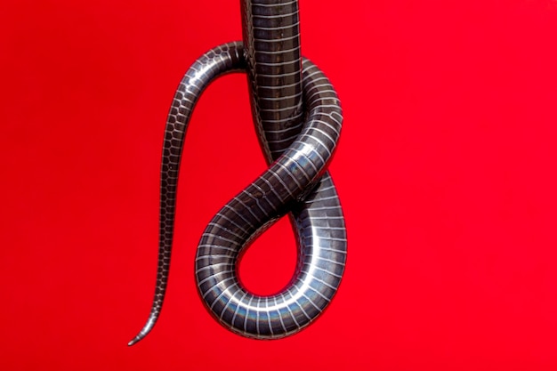 Details of the belly in the tail of a black snake.