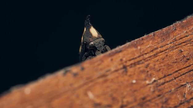 Details of a black enchenopa walking through a wood