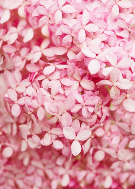 Details of blue petals macro photo of hydrangea flower beautiful colorful pink texture of flowers fo